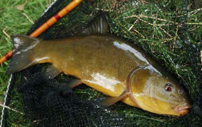 Рыба линь - характеристика и места обитания